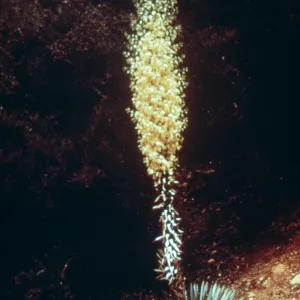 Golden Harvest Slide Show