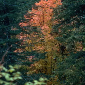 AZ|Tucson|Trees-Fall Color,Aspencade