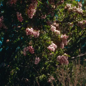 Rd138,Flowering Trees