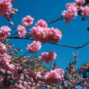 UCI campus, tree in bloom