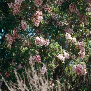 Rd138,Flowering Trees