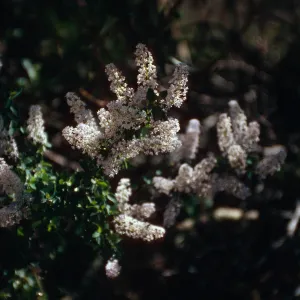 Rd138,Flowering Trees
