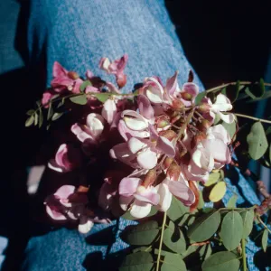 Rd138,Flowering Trees, on safari