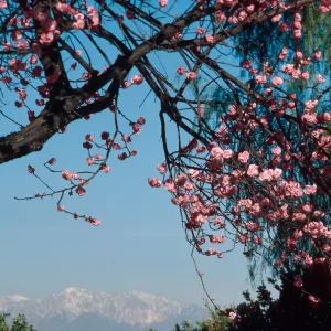 Victoria Ave. near Colton, tree in bloom