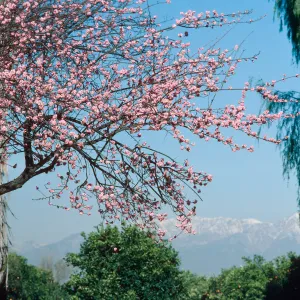 Victoria Ave. near Colton, tree in bloom, trees, mntn