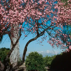 Victoria Ave. near Colton, tree in bloom