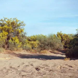 Before Vidal, Palo Verde blooms
