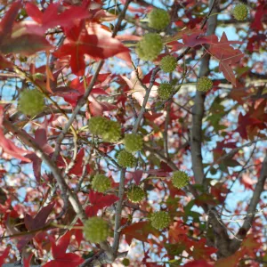 CA, Santa Barbara, La Cumbre Plaza, Trees Fall, Liquid amber