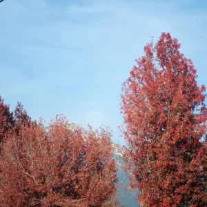 CA, Santa Barbara, San Roque Fall Trees