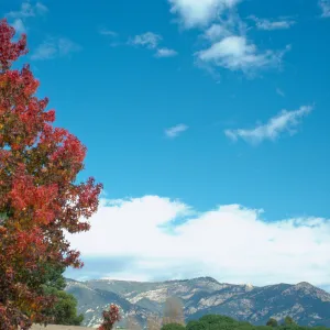 CA, Santa Barbara, In the Fall, Red Leaves