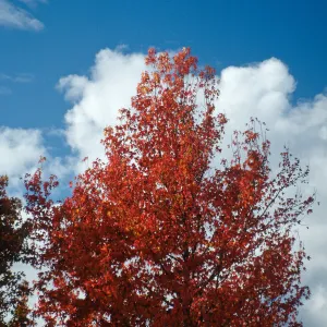 CA, Santa Barbara, In the Fall, Red Leaves