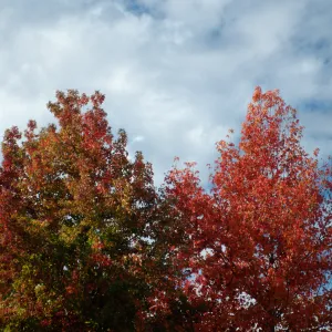 CA, Santa Barbara, Fall, red tree against the sky