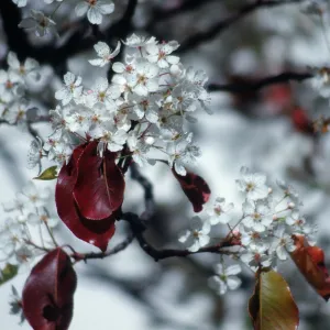 CA, Santa Barbara, Plants, flowering tree