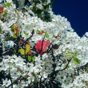 CA, Santa Barbara, Plants, flowering tree