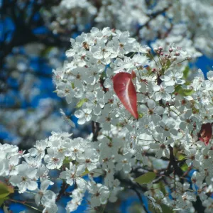 CA, Santa Barbara, Plants, flowering tree