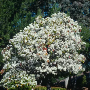 CA, Santa Barbara, Plants, flowering tree