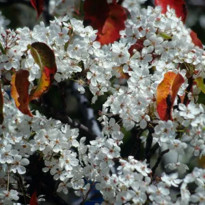 CA, Santa Barbara, Plants, flowering tree