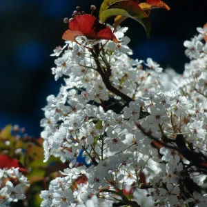 CA, Santa Barbara, Plants, flowering tree