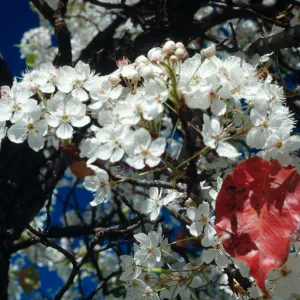 CA, Santa Barbara, Plants, flowering tree