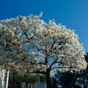 CA, Santa Barbara, Plants, flowering tree