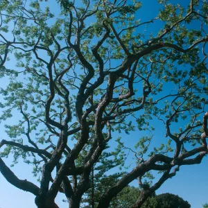 CA, Santa Barbara, Trees- Tops Only- Mobile Home Garden, Pruned Tree, Gnarled Branch, Stuct.
