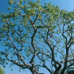 CA, Santa Barbara, Trees- Tops Only- Mobile Home Garden, Pruned Tree, Gnarled Branch, Stuct.