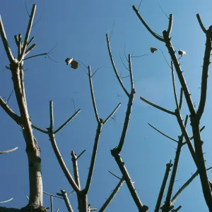 CA, San Juan Capistrano, Tree tops