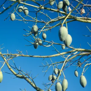 CA, Santa Barbara, Mobile Home Garden, Bobax sp. fruit, seed