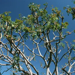 CA, San Juan Capistrano, Tree tops