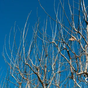 CA, San Juan Capistrano, Tree tops