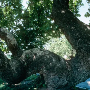 CA, San Juan Capistrano, Trees: Trunks and bark- Old tree