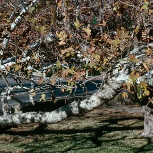 CA, San Juan Capistrano, Trees: Trunks and bark-Education Center, Tree