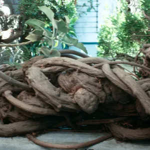 CA, Santa Barbara, Trees: Trunks and bark-Inside Meridian Court, De La Guerra, twisted vines