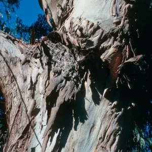CA, Santa Barbara, Trees: Trunks and bark- El Capitan State Park, tortured bark