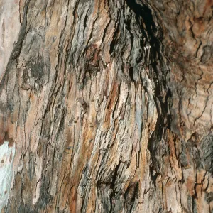 CA, Santa Barbara, Trees: Trunks and bark- El Capitan State Park, tree trunk, Banana
