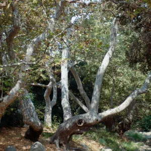 CA, Santa Barbara, Trees: Trunks and bark- Oak Park, grey bark tree