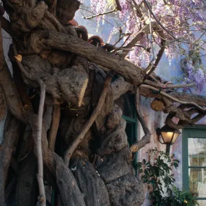 CA, Santa Barbara, Trees: Trunks and bark- wrought tree, vine knots + flowers
