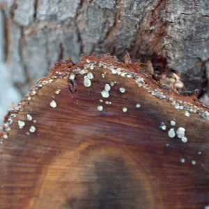 CA, Santa Barbara, Trees, Resin- cut tree, resin drops, pepper tree