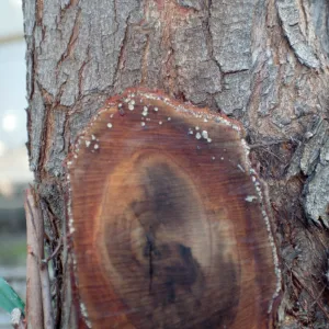 CA, Santa Barbara, Trees, Resin- resin droplets, cut-off tree,