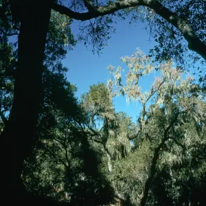 CA, Tree, Parasitic Growths- SB Cty, Alisal Guest Ranch, Moss