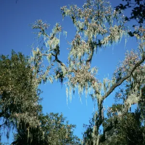 CA, Tree, Parasitic Growths- near Alisal, trees, hanging moss, v