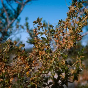 CA, Tree, Parasitic Growths- around Kelso, vegetat. parasite