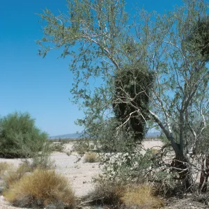 CA, Past dune vista,Tree, Parasitic Growths, Mistletoe plants