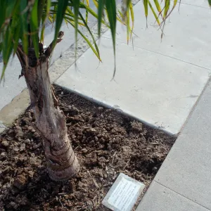CA, Santa Barbara, Trees, Memorials -To Dad Aasted