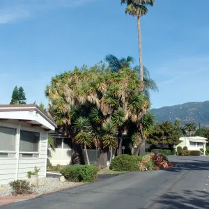 CA, Santa Barbara, Tree Damage- Mobile Home Park storm damage