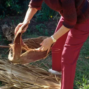 CA, Santa Barbara, Tree Damage- Mobile Home gardens, wind storm