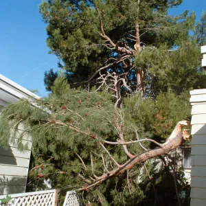 CA, Santa Barbara, Tree Damage- Mobile Home gardens, wind storm
