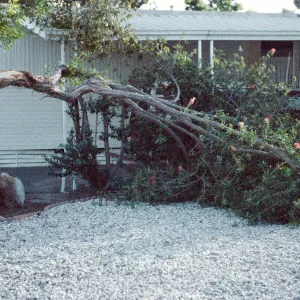 CA, Santa Barbara, Tree Damage- Mobile Home gardens, wind storm