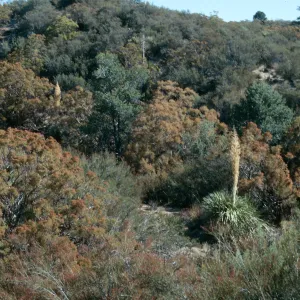 CA, Anza, Trees, Vegetation, Landscape- on the road near Anza