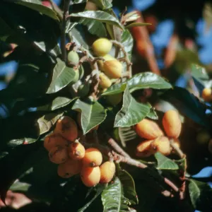 CA, San Juan Capistrano, Trees, fruit